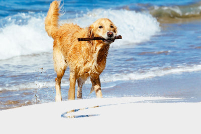 Essential Dog Sunscreen Tips for a Sun-Safe Summer